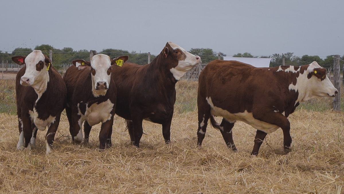 LOTE 66 RP1126 - RP1134 - RP1058 - RP1154 BRAFORD EL CAMBIO