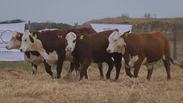 LOTE 67 RP 1062-1140-1198-1236 BRAFORD EL CAMBIO