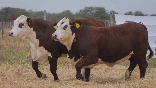 LOTE 63 RP1032 - RP1162 BRAFORD EL CAMBIO