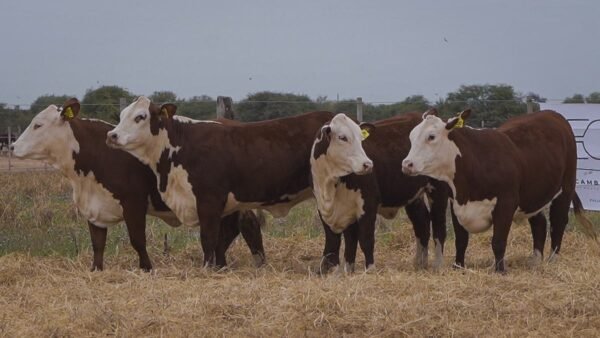 LOTE 65 RP1074 - RP1172 - RP1250 - RP1298 BRAFORD EL CAMBIO