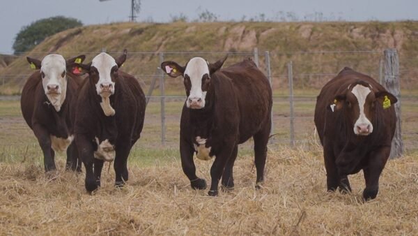 LOTE 51 RP1070 - RP1104 - RP1282 - RP1360 BRAFORD EL CAMBIO