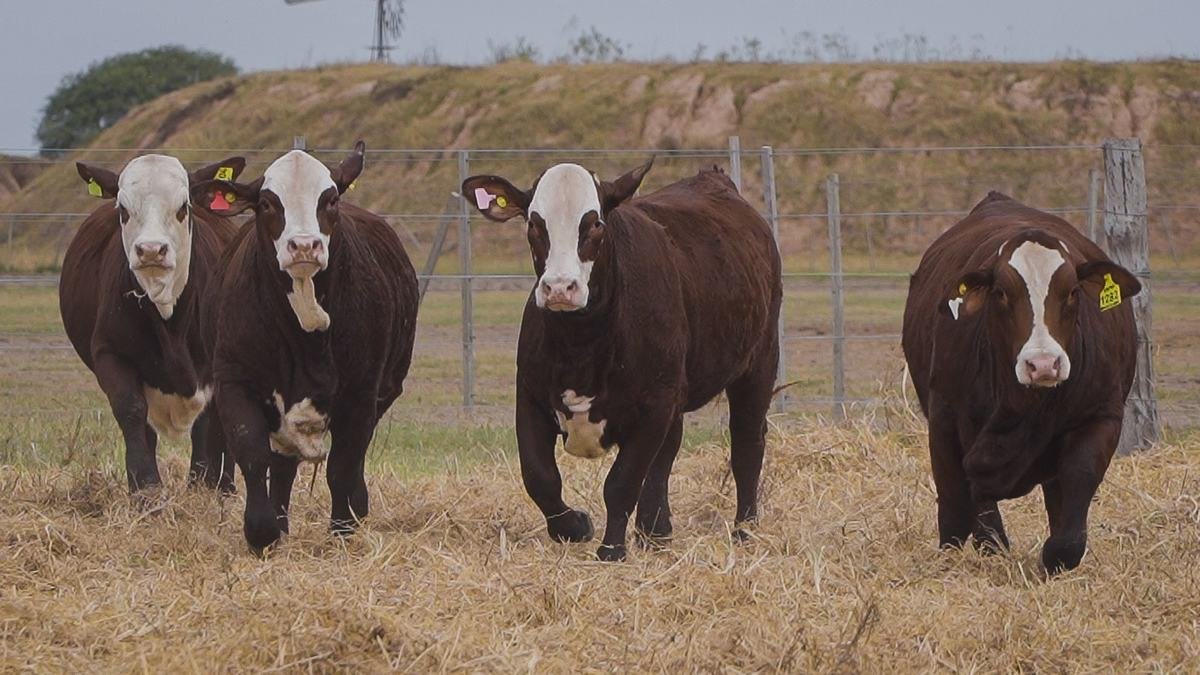 LOTE 51 RP1070 - RP1104 - RP1282 - RP1360 BRAFORD EL CAMBIO