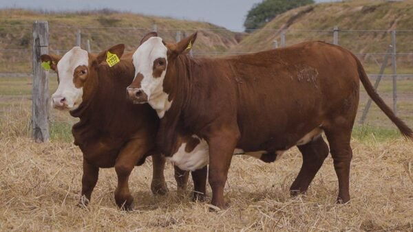 LOTE 50 RP1114 - RP1292 BRAFORD EL CAMBIO