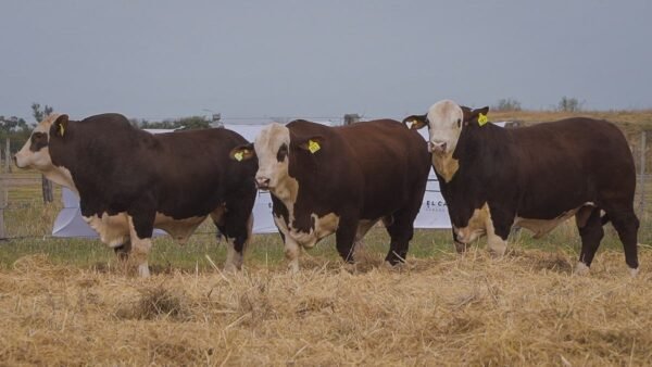 LOTE 12 RP261-RP287-RP617 BRAFORD EL CAMBIO