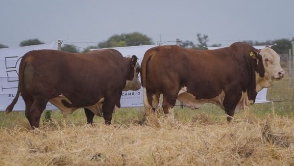 LOTE 34 RP515 - RP267 BRAFORD EL CAMBIO