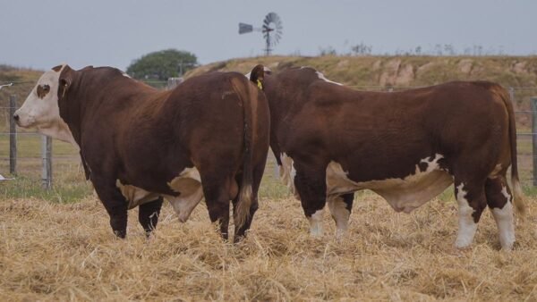 LOTE 11 RP 299 - RP 307 BRAFORD EL CAMBIO