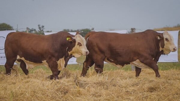 LOTE 33 RP 501-511 BRAFORD EL CAMBIO