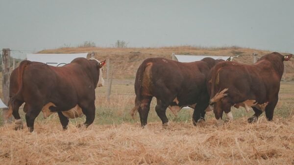 LOTE 22 RP445-RP519-RP559 BRAFORD EL CAMBIO