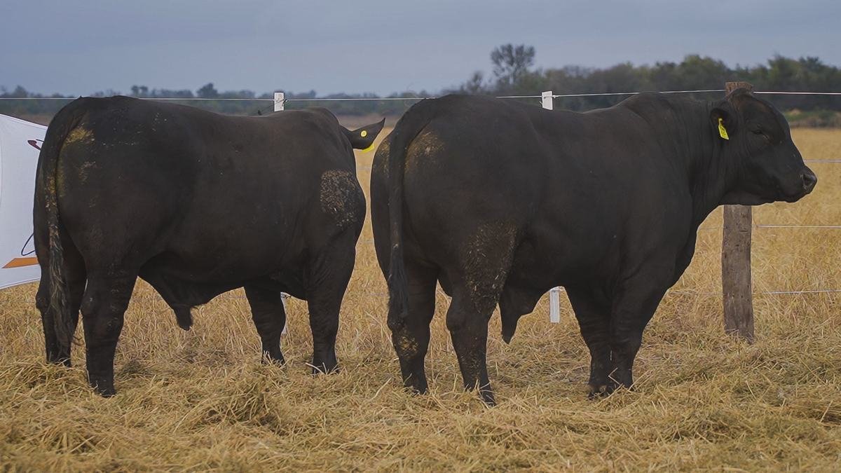 LOTE 06 RP 115 - RP 7 BRANGUS LA FAMILIA