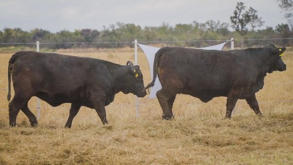 LOTE 56 RP14 - RP10 BRANGUS LA FAMILIA