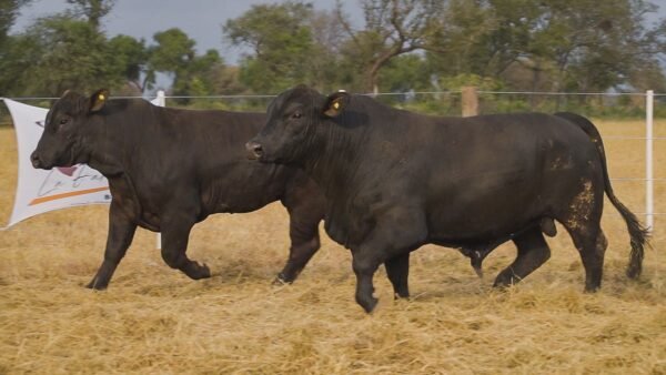 LOTE 27 RP1 - RP15 BRANGUS LA FAMILIA