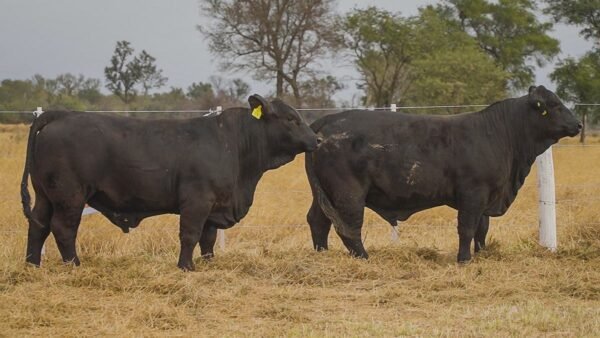 LOTE 19 RP23-RP19 BRANGUS LA FAMILIA