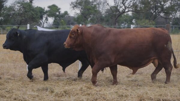 LOTE 17 RP31-RP29 BRANGUS LA FAMILIA