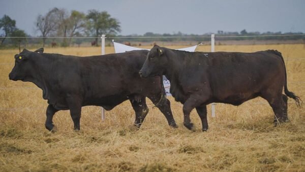 LOTE 59 RP36 - RP42 BRANGUS LA FAMILIA