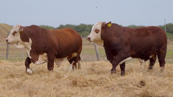 LOTE 14 RP285-RP311 BRAFORD EL CAMBIO