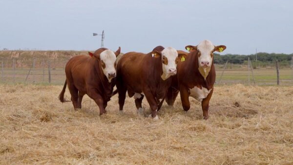 LOTE 15 RP305-RP401-RP429 BRAFORD EL CAMBIO