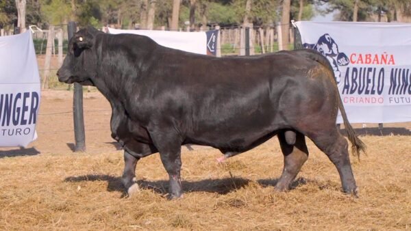 LOTE 25A RP 1294 BRANGUS ABUELO NINGER