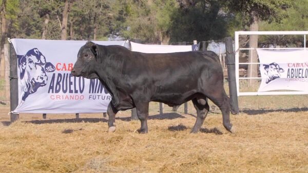 LOTE 25B RP 1283 BRANGUS ABUELO NINGER