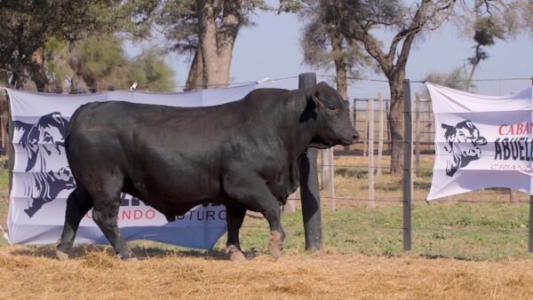 LOTE 26A RP L370 BRANGUS ABUELO NINGER