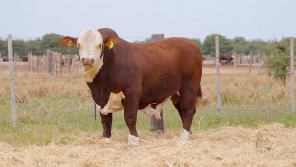 LOTE 31 RP 397 BRAFORD EL CAMBIO