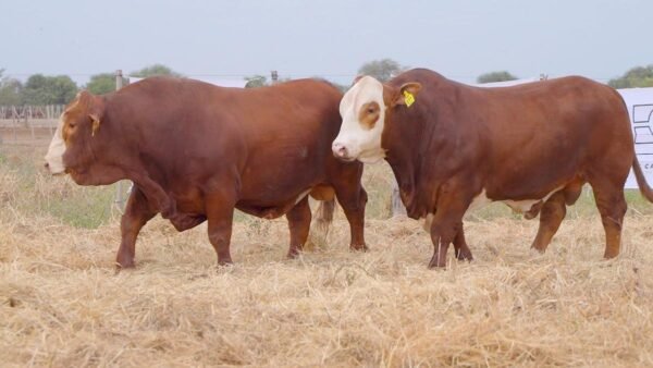 LOTE 32 RP263 - RP271 BRAFORD EL CAMBIO