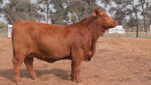 LOTE 58B RP L474 BRANGUS ABUELO NINGER