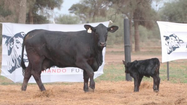 LOTE 60A RP 1200 BRANGUS ABUELO NINGER