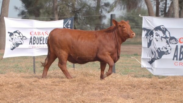 LOTE 70A RP 1397 BRANGUS ABUELO NINGER