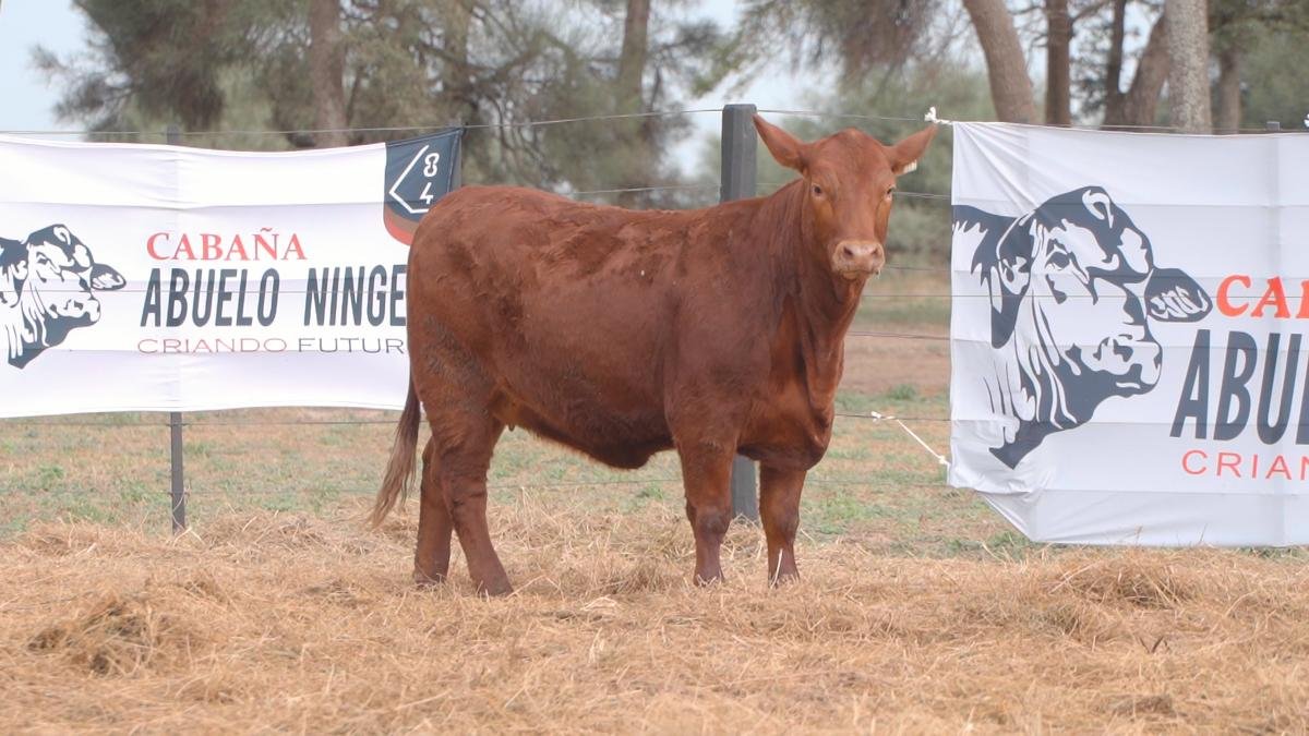 LOTE 70B RP L574 BRANGUS ABUELO NINGER