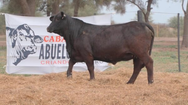 LOTE 71B RP 1360 BRANGUS ABUELO NINGER