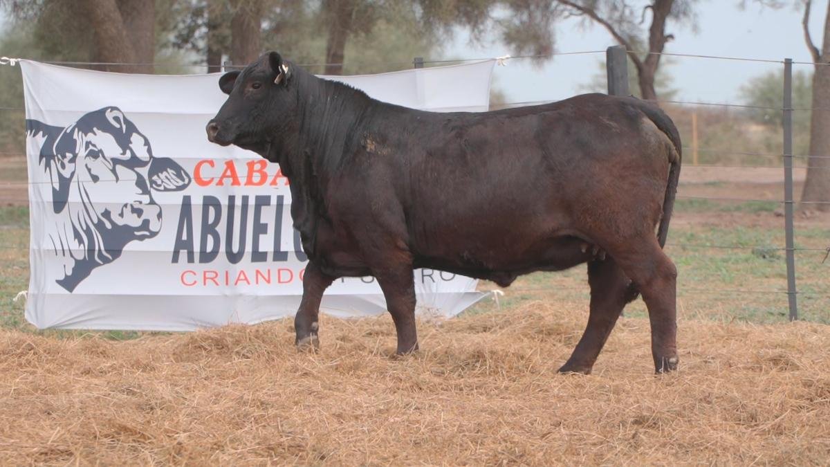 LOTE 71B RP 1360 BRANGUS ABUELO NINGER