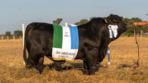 LOTE 01 RP 5 BRANGUS LA FAMILIA