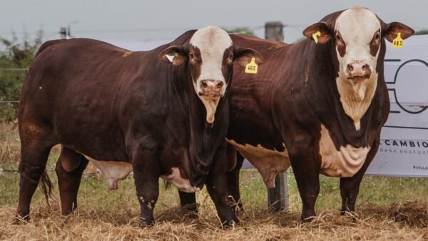 LOTE 21 RP483-RP465 BRAFORD EL CAMBIO