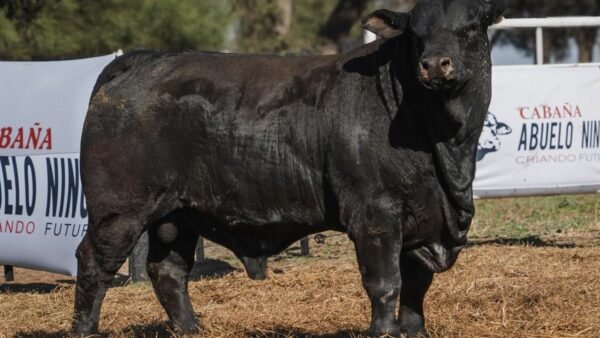 LOTE 2 RP L388 BRANGUS ABUELO NINGER