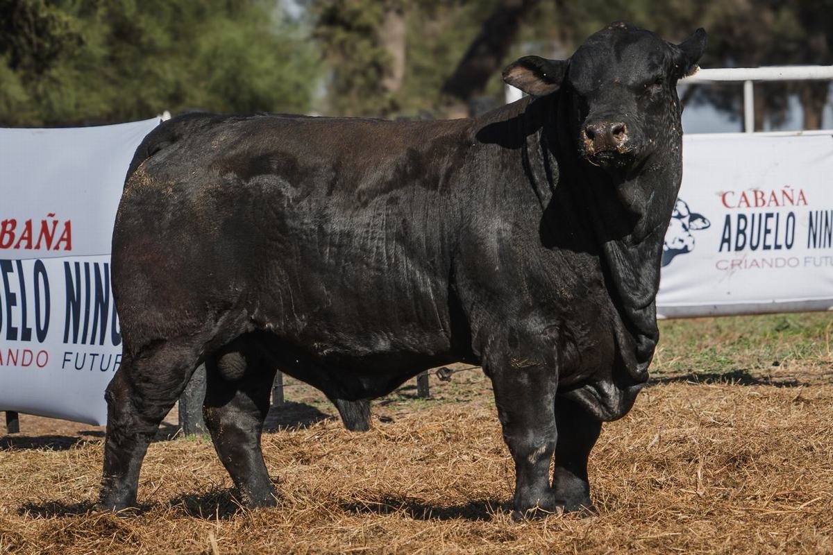 LOTE 2 RP L388 BRANGUS ABUELO NINGER