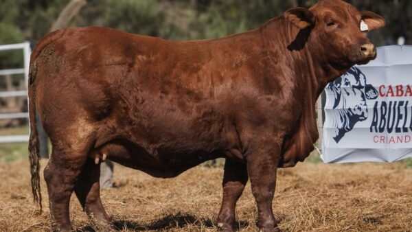 LOTE 38A RP L493 BRANGUS ABUELO NINGER
