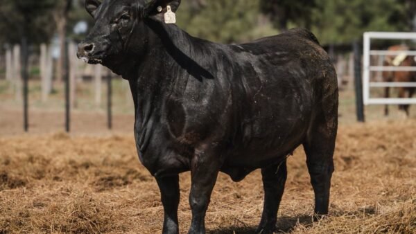 LOTE 37 RP L368 BRANGUS ABUELO NINGER