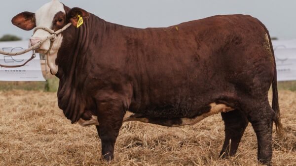 LOTE 44 RP1082 - RP1238 BRAFORD EL CAMBIO