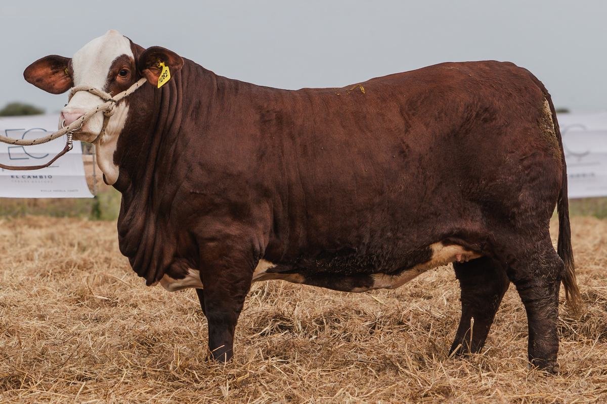 LOTE 44 RP1082 - RP1238 BRAFORD EL CAMBIO