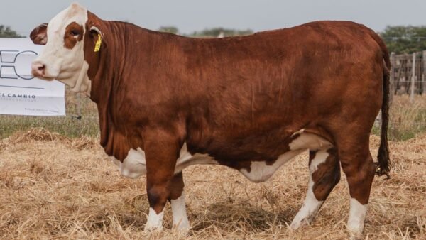 LOTE 46 RP 1116 BRAFORD EL CAMBIO