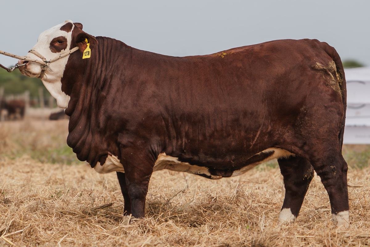 LOTE 44 RP1082 - RP1238 BRAFORD EL CAMBIO - Imagen 2