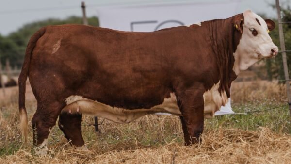 LOTE 43 RP 1296 BRAFORD EL CAMBIO