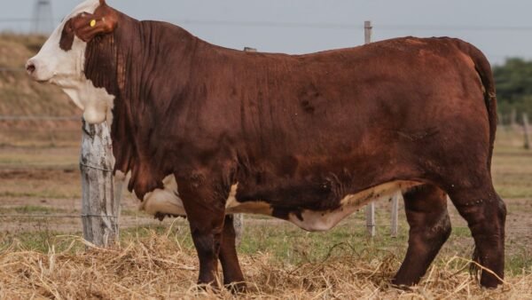 LOTE 45 RP 1302 BRAFORD EL CAMBIO