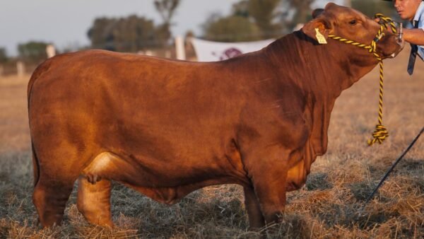 LOTE 40 RP 22 BRANGUS LA FAMILIA