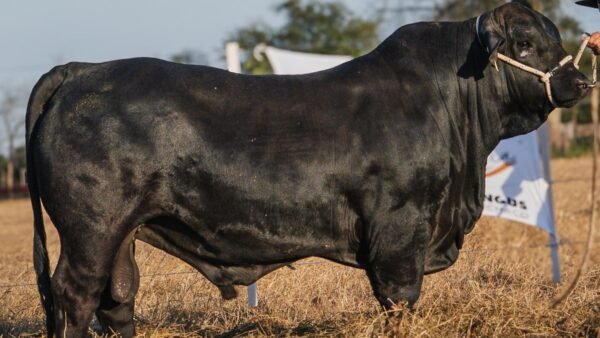 LOTE 3 RP 27 BRANGUS LA FAMILIA