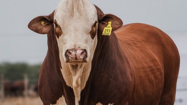 LOTE 30 RP 273 BRAFORD EL CAMBIO