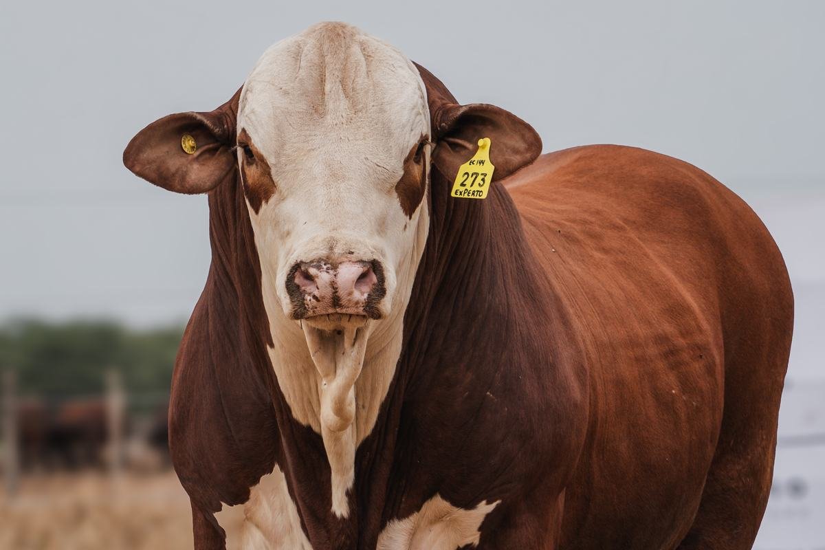 LOTE 30 RP 273 BRAFORD EL CAMBIO