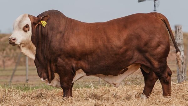 LOTE 10 RP 295 BRAFORD EL CAMBIO