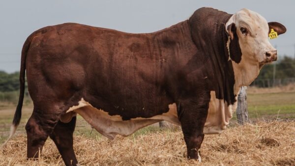 LOTE 13 RP 313 BRAFORD EL CAMBIO