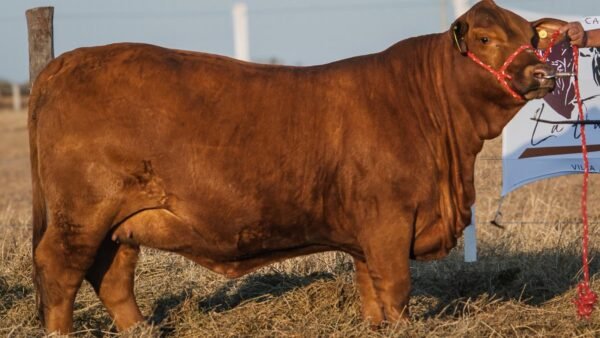 LOTE 39 RP 34 BRANGUS LA FAMILIA